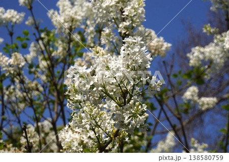 ライラックの花・2026年4月 138580759