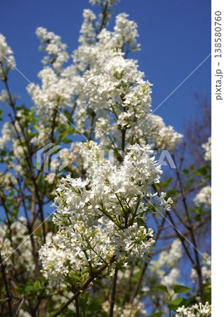 ライラックの花・2026年4月 138580760