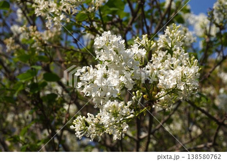 ライラックの花・2026年4月 ライラックの花・2026年4月 138580762
