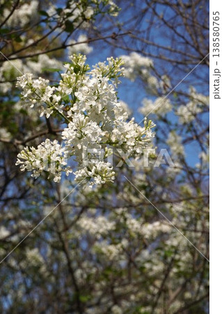 ライラックの花・2026年4月 138580765