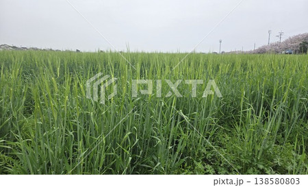 春の青々と育つ麦畑 向こうに見える桜並木 138580803