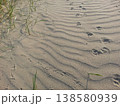 砂浜で見つけた犬と鳥の足あと 138580939
