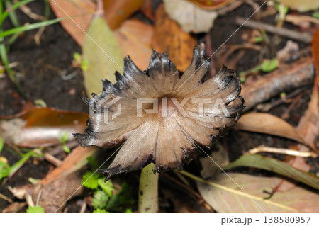 春の草地にカサが黒く溶けてはじめるヒトヨタケ茸アップ（菌・キノコ類マクロ撮影） 138580957