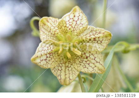 アミガサユリの花 138581119