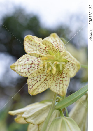 アミガサユリの花 138581120