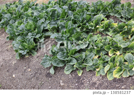 ほうれん草微量要素欠乏症 ほうれん草微量要素欠乏症 138581237