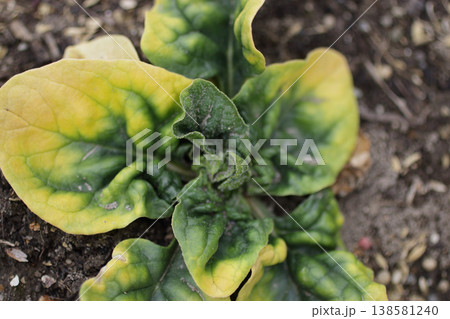 ほうれん草微量要素欠乏症 138581240