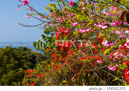 沖縄県国頭郡本部町　もとぶ八重岳桜まつり開催の八重岳山頂付近からつつじと琉球寒緋桜と伊江島の景色 138581252