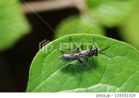 日本の春、新緑の若葉上に黒いハバチが日光浴中(自然環境下昆虫類ストロボマクロ撮影) 日本の春、新緑の若葉上に黒いハバチが日光浴中(自然環境下昆虫類ストロボマクロ撮影) 138581329