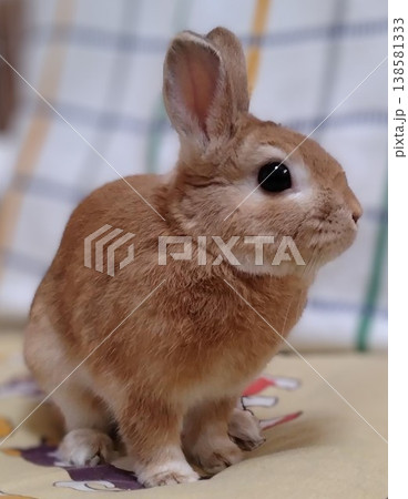お座りして何かを見つめるウサギさん お座りして何かを見つめるウサギさん 138581333