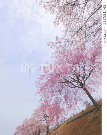 さぬきフラワーガーデン　旧香川県園芸総合センターの枝垂れ桜　香川県高松市13 138581342