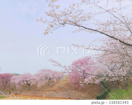 さぬきフラワーガーデン　旧香川県園芸総合センターの枝垂れ桜　香川県高松市12 138581343