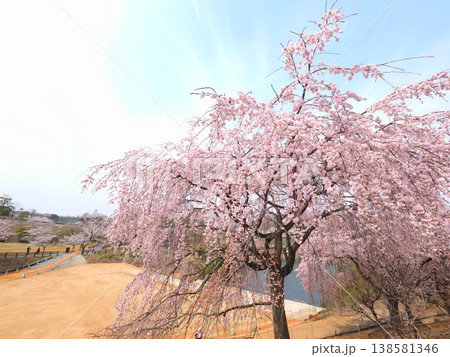 さぬきフラワーガーデン 旧香川県園芸総合センターの枝垂れ桜 香川県高松市9 さぬきフラワーガーデン 旧香川県園芸総合センターの枝垂れ桜 香川県高松市9 138581346