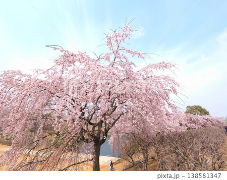 さぬきフラワーガーデン 旧香川県園芸総合センターの枝垂れ桜 香川県高松市8 さぬきフラワーガーデン 旧香川県園芸総合センターの枝垂れ桜 香川県高松市8 138581347