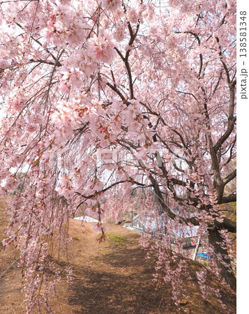 さぬきフラワーガーデン　旧香川県園芸総合センターの枝垂れ桜　香川県高松市7 138581348