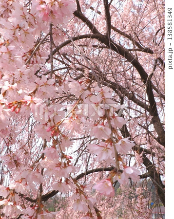 さぬきフラワーガーデン 旧香川県園芸総合センターの枝垂れ桜 香川県高松市6 さぬきフラワーガーデン 旧香川県園芸総合センターの枝垂れ桜 香川県高松市6 138581349