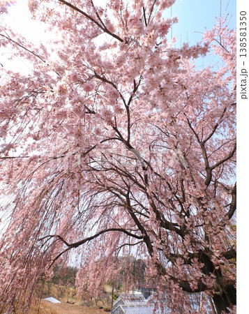 さぬきフラワーガーデン　旧香川県園芸総合センターの枝垂れ桜　香川県高松市5 138581350