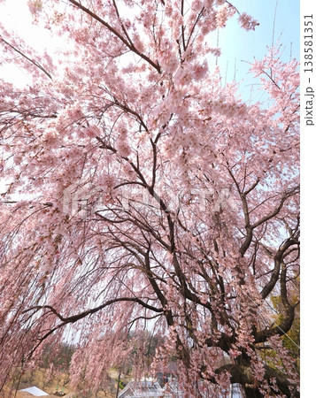 さぬきフラワーガーデン 旧香川県園芸総合センターの枝垂れ桜 香川県高松市4 さぬきフラワーガーデン 旧香川県園芸総合センターの枝垂れ桜 香川県高松市4 138581351