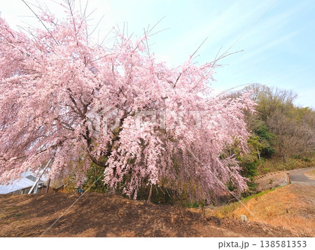 さぬきフラワーガーデン 旧香川県園芸総合センターの枝垂れ桜 香川県高松市2 さぬきフラワーガーデン 旧香川県園芸総合センターの枝垂れ桜 香川県高松市2 138581353