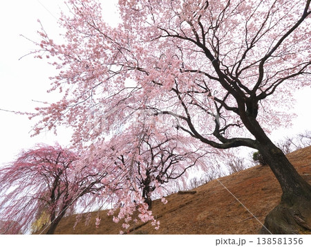 さぬきフラワーガーデン 旧香川県園芸総合センターの枝垂れ桜 香川県高松市19 さぬきフラワーガーデン 旧香川県園芸総合センターの枝垂れ桜 香川県高松市19 138581356