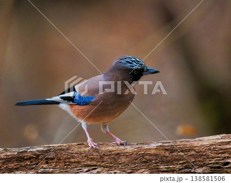 早春の森で出会った春告鳥カケス① 早春の森で出会った春告鳥カケス① 138581506