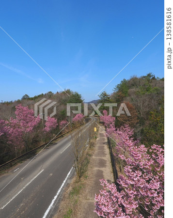 陽光桜のある道路　香川県まんのう町　夢桜ロード 138581616