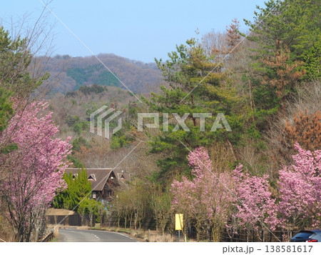 陽光桜のある道路 香川県まんのう町 夢桜ロード2 陽光桜のある道路 香川県まんのう町 夢桜ロード2 138581617