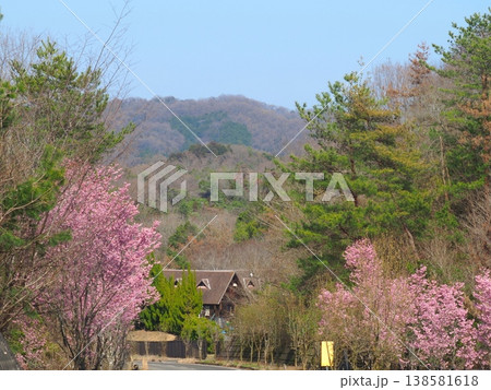 陽光桜のある道路 香川県まんのう町 夢桜ロード3 陽光桜のある道路 香川県まんのう町 夢桜ロード3 138581618