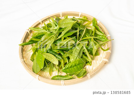 初夏に芽吹いて初摘みされた茶葉の新芽 初夏に芽吹いて初摘みされた茶葉の新芽 138581685