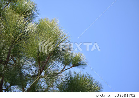 大王松（ダイオウマツ） 138581702