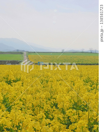 中山ひまわり団地が菜の花畑に変貌 香川県まんのう町4 中山ひまわり団地が菜の花畑に変貌 香川県まんのう町4 138581723