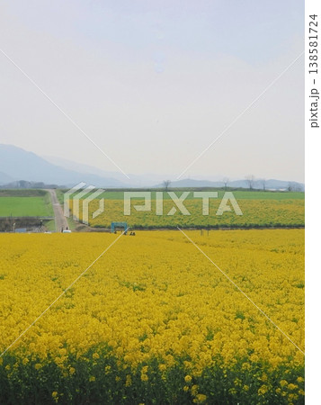 中山ひまわり団地が菜の花畑に変貌 香川県まんのう町3 中山ひまわり団地が菜の花畑に変貌 香川県まんのう町3 138581724