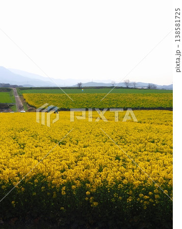 中山ひまわり団地が菜の花畑に変貌 香川県まんのう町2 中山ひまわり団地が菜の花畑に変貌 香川県まんのう町2 138581725