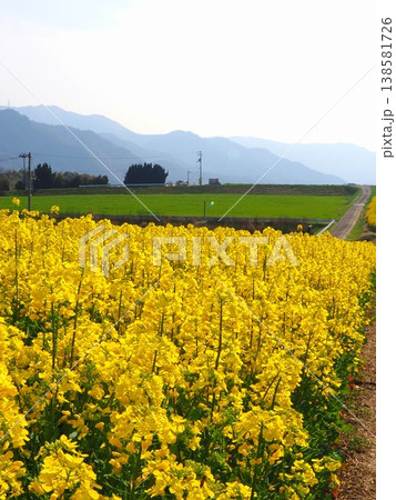 中山ひまわり団地が菜の花畑に変貌 香川県まんのう町 中山ひまわり団地が菜の花畑に変貌 香川県まんのう町 138581726