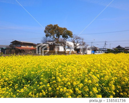 観音寺市の菜の花畑2 観音寺市の菜の花畑2 138581736