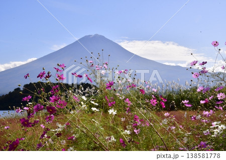 コスモス　富士山 138581778