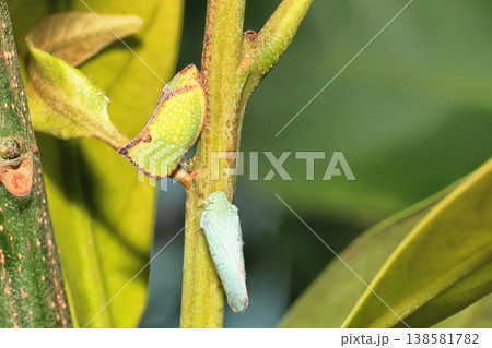 ヘリチャハゴロモ(外来種)とアオバハゴロモ ヘリチャハゴロモ(外来種)とアオバハゴロモ 138581782