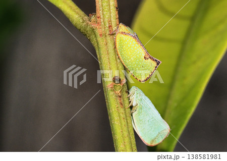 ヘリチャハゴロモ（外来種）とアオバハゴロモ 138581981