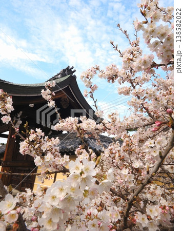 総本山善通寺の境内に咲く涅槃桜（明正寺桜）　香川県善通寺市2 138582022