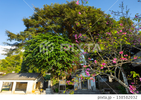 沖縄県国頭郡本部町浜元　公民館敷地のアンマーフチュクル（母のふところ）と呼ばれるガジュマルと浜元神社 138582032