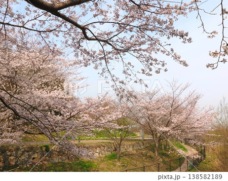 善通寺市五岳の里市民集いの丘公園の桜 香川県善通寺市 善通寺市五岳の里市民集いの丘公園の桜 香川県善通寺市 138582189