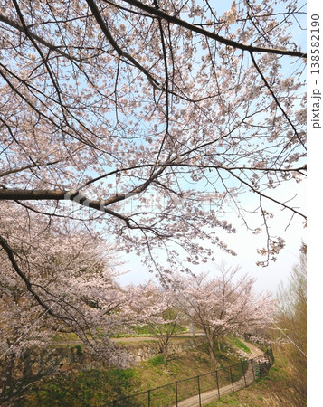 善通寺市五岳の里市民集いの丘公園の桜　香川県善通寺市2 138582190
