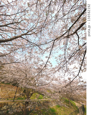 善通寺市五岳の里市民集いの丘公園の桜 香川県善通寺市4 善通寺市五岳の里市民集いの丘公園の桜 香川県善通寺市4 138582192