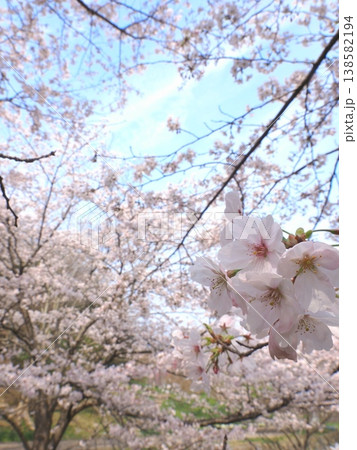 善通寺市五岳の里市民集いの丘公園の桜 香川県善通寺市6 善通寺市五岳の里市民集いの丘公園の桜 香川県善通寺市6 138582194