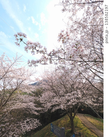 善通寺市五岳の里市民集いの丘公園の桜 香川県善通寺市8 善通寺市五岳の里市民集いの丘公園の桜 香川県善通寺市8 138582197