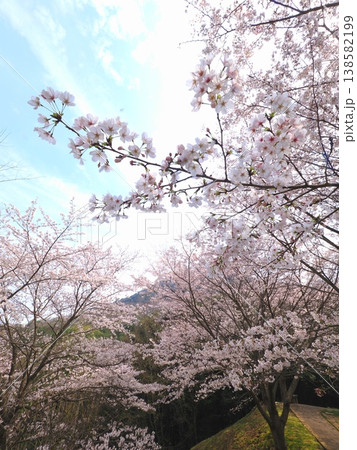 善通寺市五岳の里市民集いの丘公園の桜　香川県善通寺市10 138582199