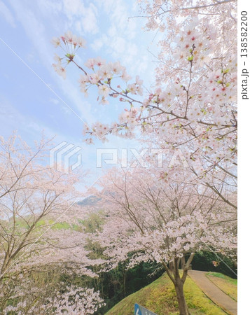 善通寺市五岳の里市民集いの丘公園の桜 香川県善通寺市11 善通寺市五岳の里市民集いの丘公園の桜 香川県善通寺市11 138582200