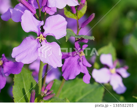 オオアラセイトウの花 オオアラセイトウの花 138582203
