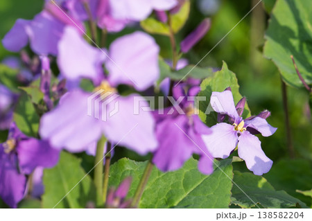 オオアラセイトウの花 オオアラセイトウの花 138582204