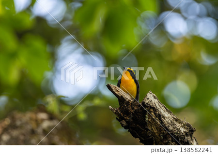 光の中のキビタキ 138582241